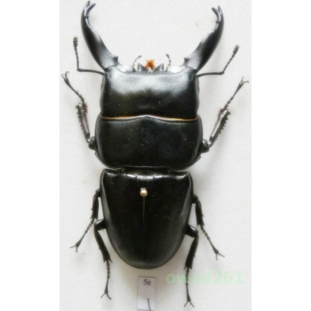 Dorcus alcides (Vollenhoven, 1865) +80mm Indonesia, Sumatra Is5e